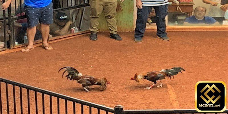 Mẹo chơi cá cược đá gà Thomo trên nhà cái MCW67 cực hiệu quả 4 Bạn cần dành thời gian nghiên cứu kỹ lưỡng về các giống kê đá