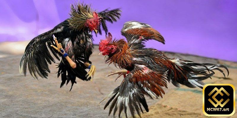 Mẹo chơi cá cược đá gà Thomo trên nhà cái MCW67 cực hiệu quả 5 Màu sắc của chúng là một chỉ báo quan trọng