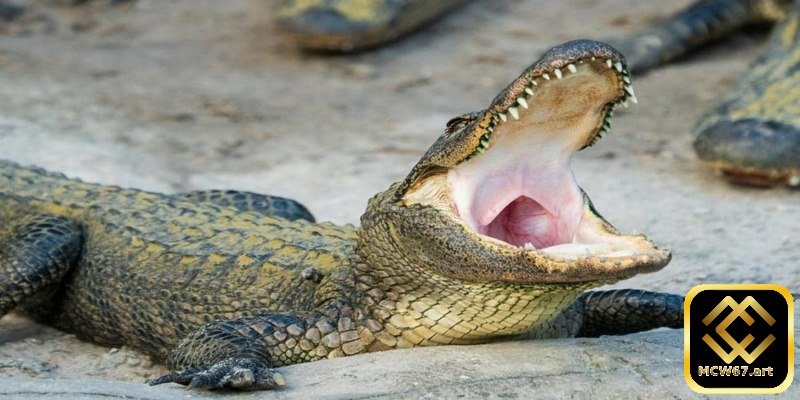 Ý nghĩa khi nằm mơ thấy cá sấu và con số may mắn liên quan 4 Khi bạn mộng thấy cá sấu ăn thịt đồng loại quất ngay cặp đề 00 - 90