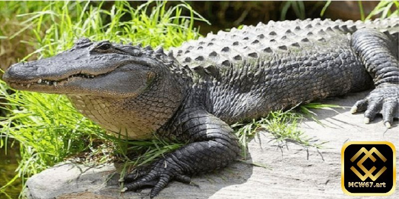 Ý nghĩa khi nằm mơ thấy cá sấu và con số may mắn liên quan 3 Giấc mơ về cá sấu cắn người lạ có thể mang ý nghĩa sâu xa