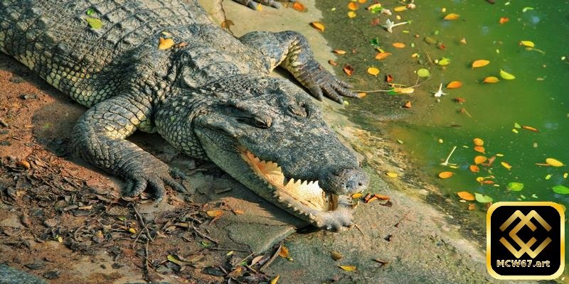 Ý nghĩa khi nằm mơ thấy cá sấu và con số may mắn liên quan 6 Chiêm bao thấy cá sấu lên bờ bet thủ đánh ngay con 10 - 28