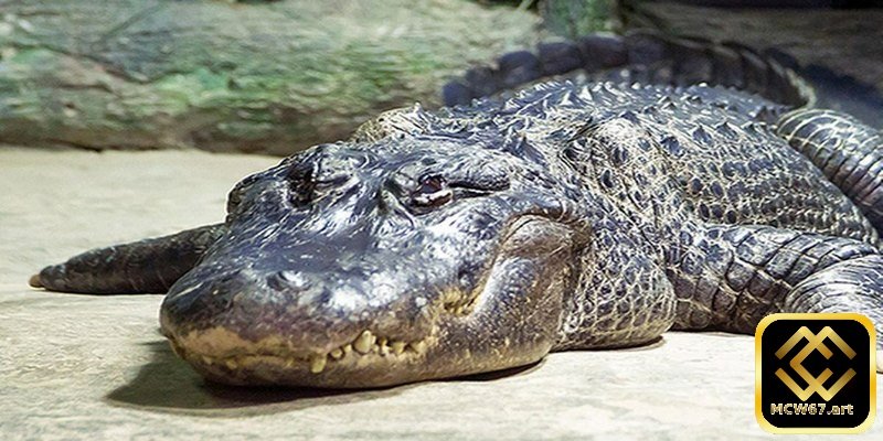 Ý nghĩa khi nằm mơ thấy cá sấu và con số may mắn liên quan 5 Mộng thấy bản thân lột da cá sấu có ý nghĩa gì?
