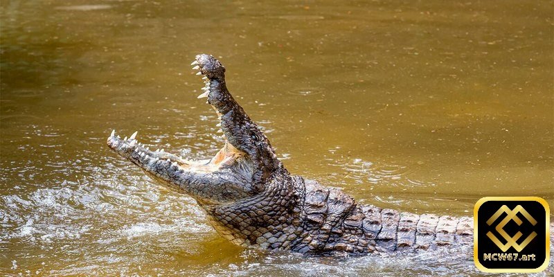 Ý nghĩa khi nằm mơ thấy cá sấu và con số may mắn liên quan 2 Khi chiêm bao thấy giết cá sấu bạn hãy xuống tiền ngay con 13 - 76
